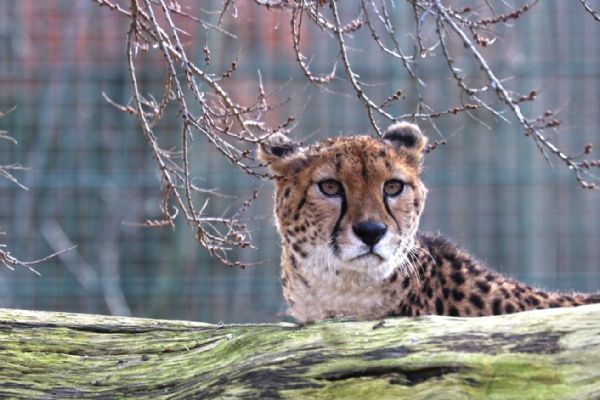 Plzeňská zoo má dvě nové gepardice