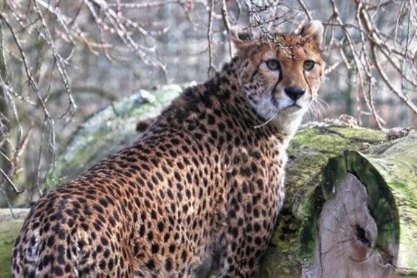 Gepardice z Francie okouzlily plzeňskou zoo