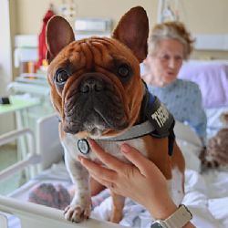 První terapeutický pes navštívil Turnovskou nemocnici