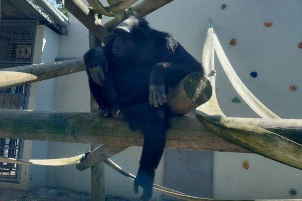 Plzeňská zoo má nového šimpanze Siriho