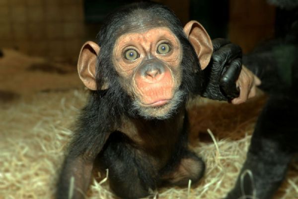 Šimpanzí slečna Caila z plzeňské zoo už vyráží na průzkumy