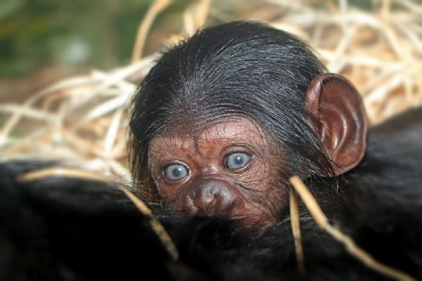 V plzeňské zoo se narodila malá šimpanzice 