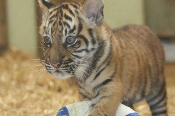 Rekord. Zoo loni navštívilo 512 682 lidí