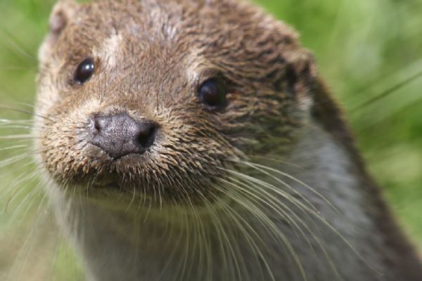 Zoologická a botanická zahrada zve k sobotní oslavě Dne Země