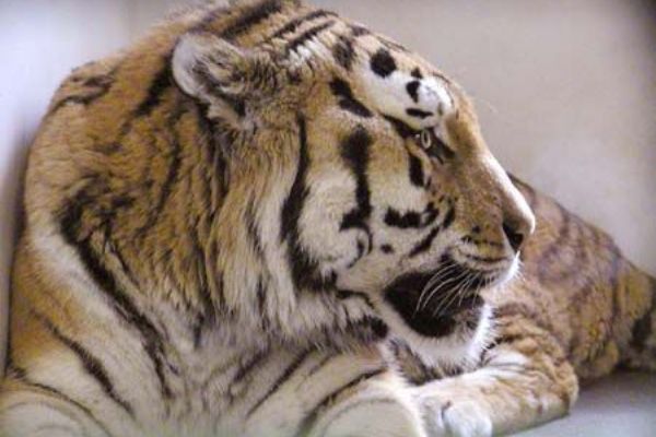 Chceš si zaběhat a pomoci plzeňské zoo? Přihlas se na Valentýnský běh