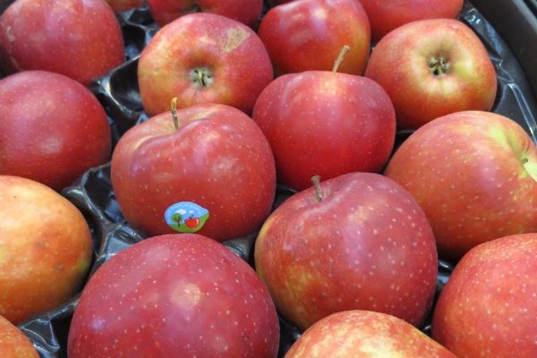 SZPI varuje před jablky z Polska. Obsahují pesticid