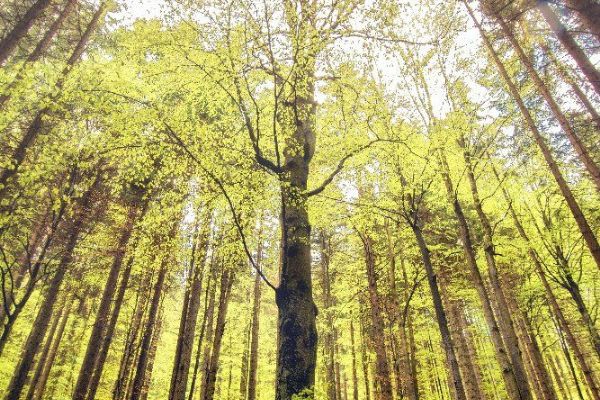 Bezzásahové plochy v Boubínském pralese se mohou rozšířit