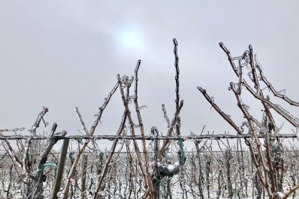 Bohemia Sekt: Silný mráz komplikuje práci vinařů a ohrožuje révu