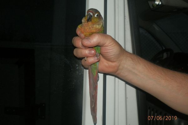 Do plzeňského bytu vlétl papoušek. Chytili ho strážníci