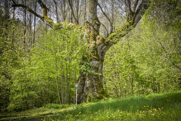 Kdo zvítězí v anketě Strom roku 2017? Hlasujte a podpořte stromy z Tachovska