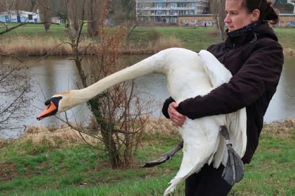 Konec labutího trénování vodáků. Ekologové ptačí pár přesunuli na Kokotský rybník