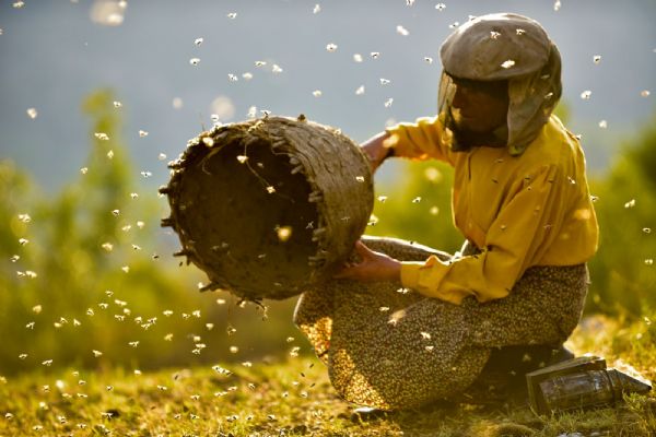 Letošní sezona medu byla v kraji bídná