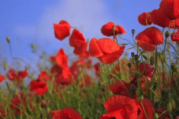 Červené květy pomohou válečným veteránům. Symbolicky i v centru Plzně