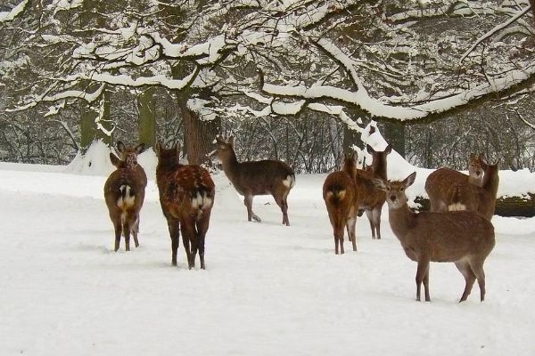 Lesy u Líšťan na Plzeňsku drancují stáda jelena siky
