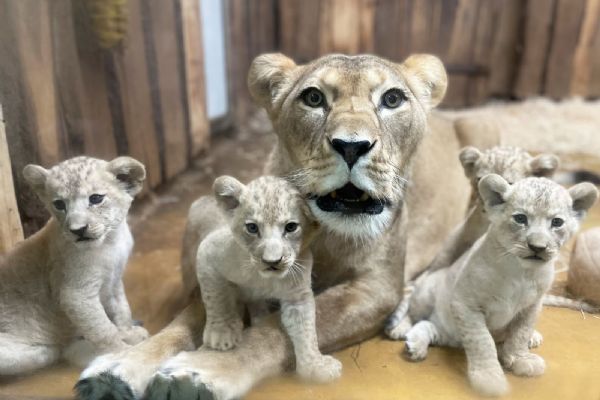 Lvíčata v zoo míří z porodního boxu do vnitřní expozice