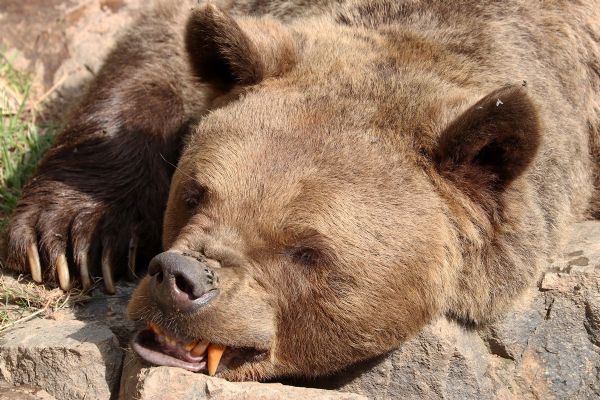 Medvědi v plzeňské zoo už jsou vzhůru, zhubli 50 kilo