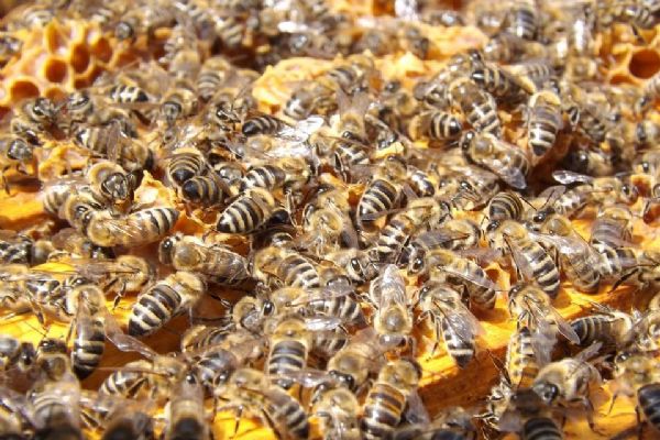 Moderní technologie přiblíží v Techmanii život včel