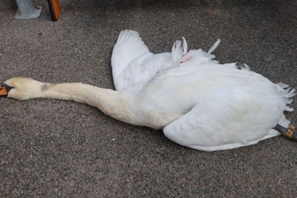 Na D5 u Rokycan uhynula labutí vdova po samci, co se postavil vlaku u Trhanova