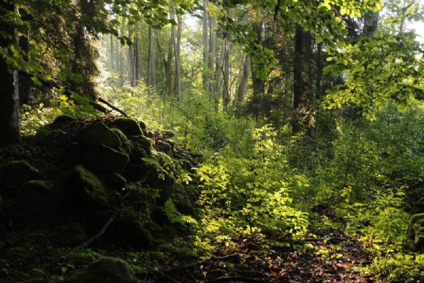 Národní parky Šumava a Bavorský les vydávají svůj zlatý poklad – jedinečné informace