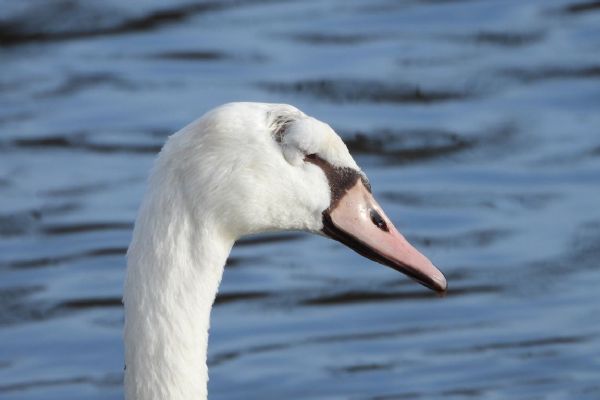 Neuvěřitelná síla přírody aneb život labutě s deformovanou hlavou