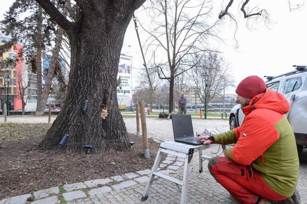 Odborníci zjišťují stav dubu před Západočeským muzeem, město o něj nechce přijít 