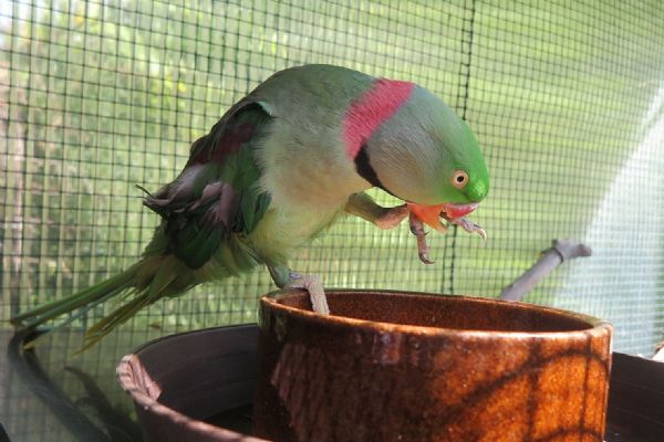 Papoušek bez části zobáku i andulka čekají na majitele