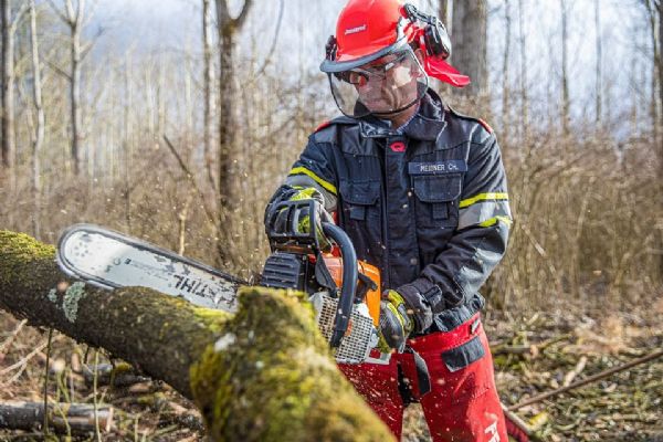 Plzeň začne s těžbou stromů poškozených klimatickými vlivy a přestárlých dřevin