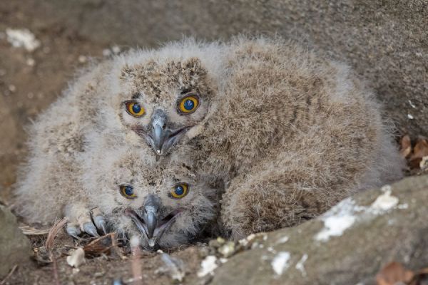 Plzeňští zvířecí záchranáři kroužkují mláďata na hnízdech