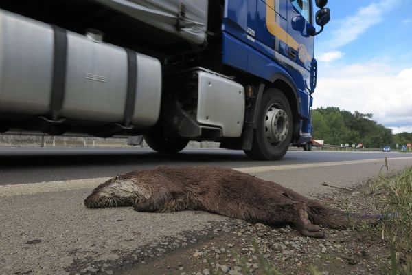 Pod koly aut na Plzeňsku končí stovky zvířat. I chráněné vydry
