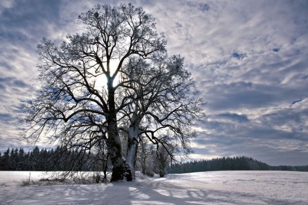 Podpořte českou lípu v boji o titul Evropský strom roku 2017