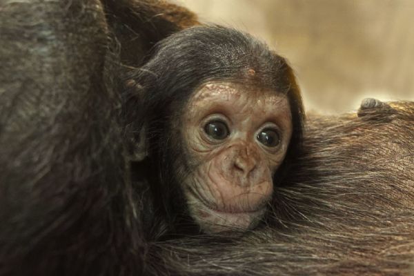 Pomozte vybrat jméno pro malého šimpanze