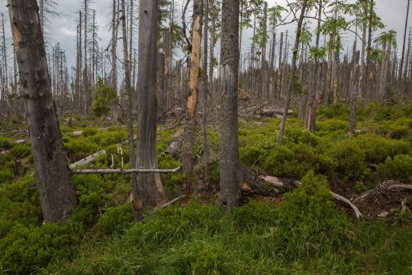 Šumavskou mozkovku vyhrál příspěvek o vlivu stromů na pralesní půdu