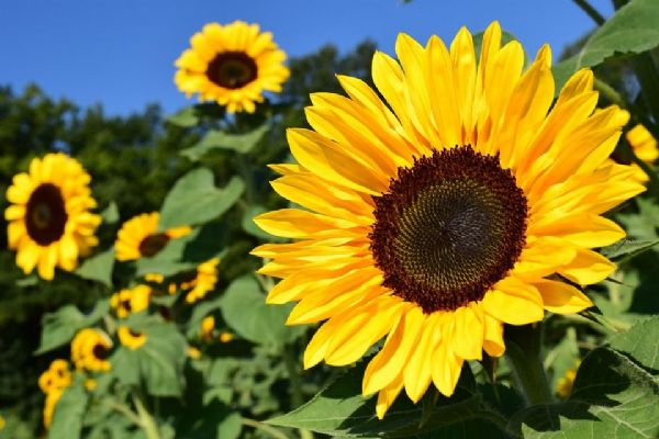Před FN Plzeň zasadí slunečnice, symbol roztroušené sklerózy