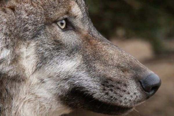 Šest let přítomnosti vlčích smeček na Šumavě ukazuje, jak stárnutí dopadá i na vlky