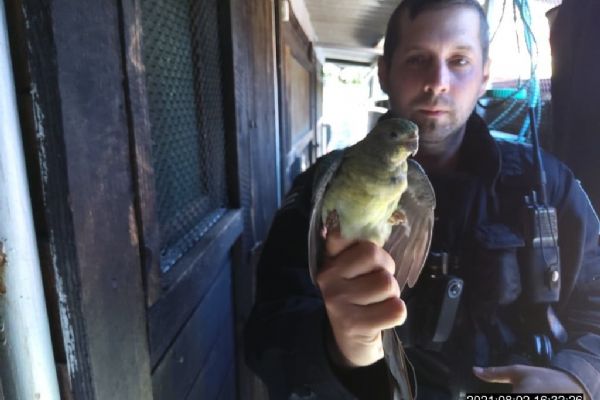 Strážníci v Plzni odchytili vloni přes šest stovek zvířat 