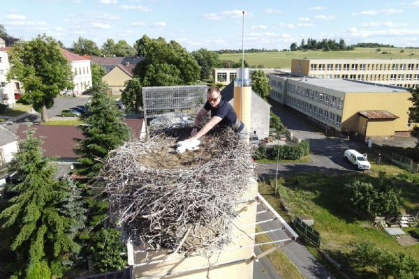Téměř šest stovek čapích hnízd v Česku je s mláďaty. Zapojte se v kraji do sledování