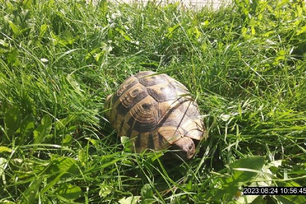 Travou si to v Doubravce štrádovala želva, strážníci ji odvezli do útulku