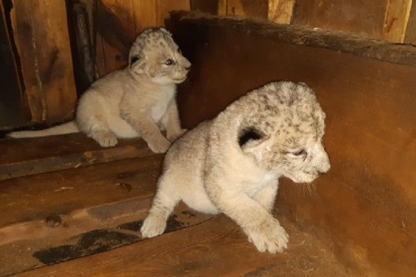 V plzeňské zoo se narodila dvě lvíčata