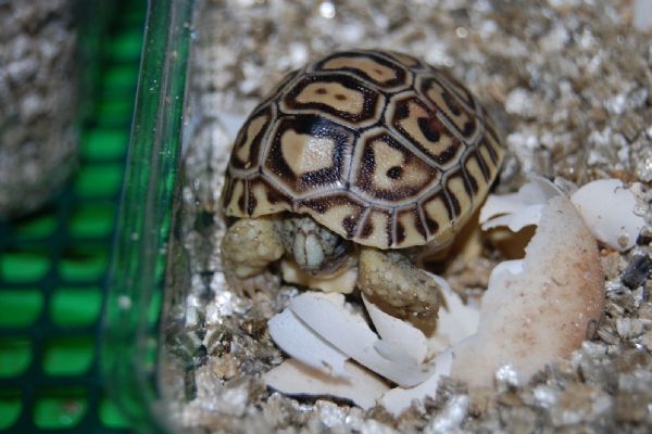 V zoo se narodila tříkrálová želvička, první letošní mládě