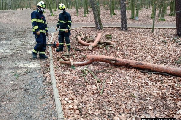 Vyvrácený strom hrozil ve Špitálském lese pádem na stezku