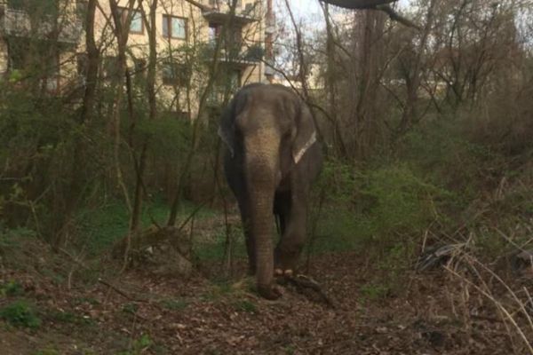 Z cirkusu v Plzni utekl slon, slyšeli na lince 156