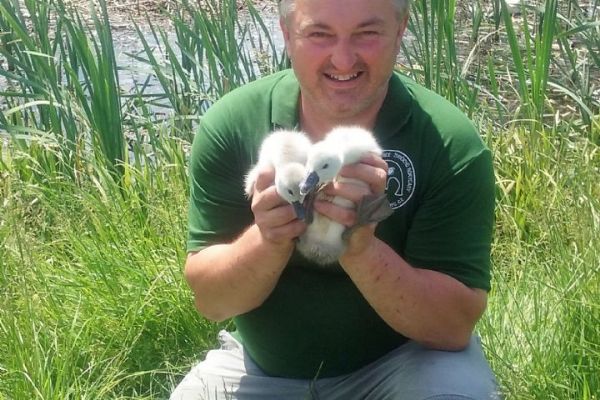 Zachráněná labuťata z Holoubkovského rybníka jsou zpátky u rodiny