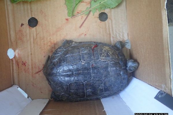 Želvu v Bolevci zranilo projíždějící auto