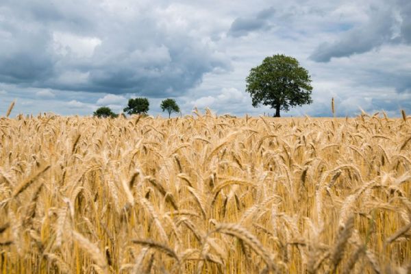 Zemědělci v Plzeňském kraji bojují proti suchu