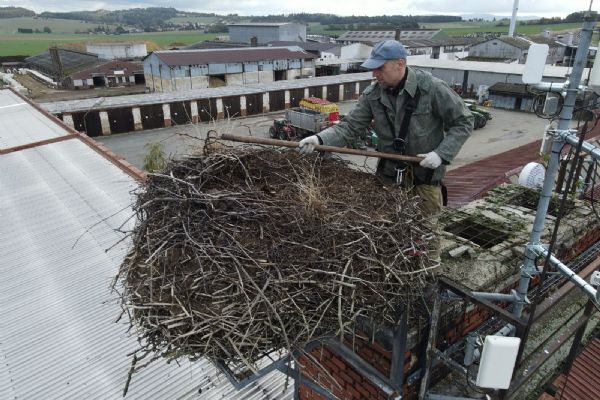 Zvířecí záchranáři snižovali čapí hnízdo v Draženově
