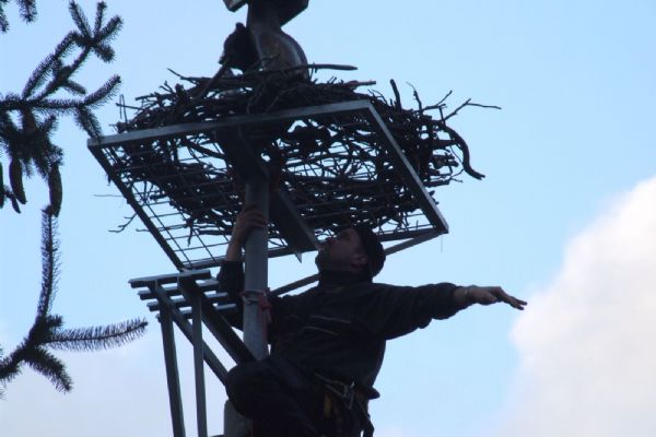 Zvířecí záchranáři upravovali čapí hnízdo v Chodově