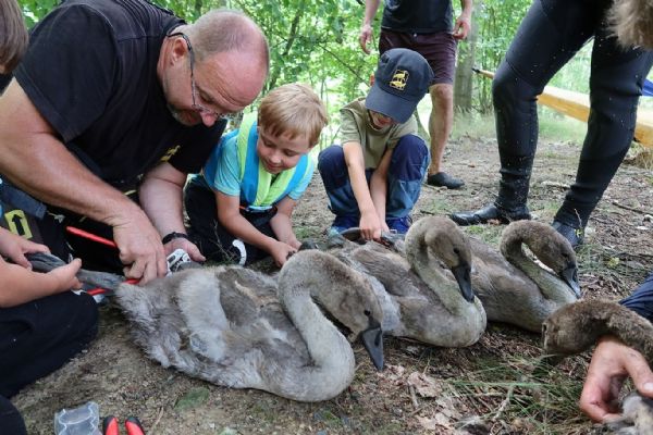 Zvířecí záchranáři v kraji už okroužkovali 150 labutí