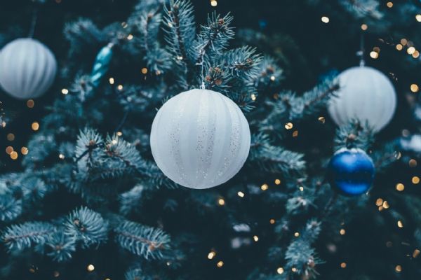 Vánoční strom pro Karlovy Vary bude pokácen v pondělí
