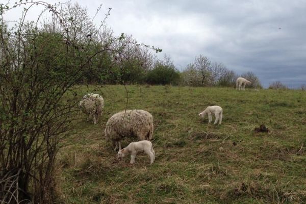 I letos se do vzácných přírodních oblastí Prahy vrací stáda skotu, ovcí a koz