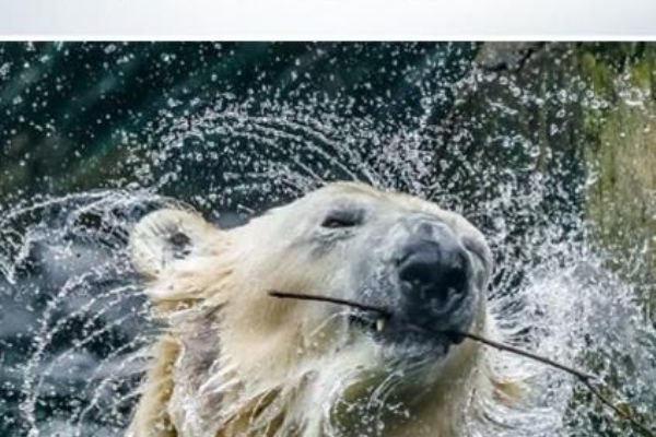 Zoo Praha otevře v září nový Pavilon goril, připravuje i expozici Arktida. Hlavní město v posledních letech investovalo do projektů zahrady půl miliardy korun